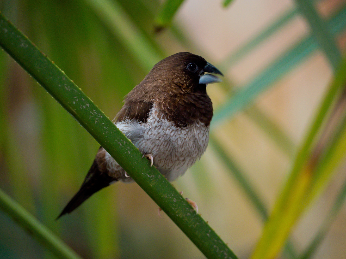 Lonchura striata f. domestica