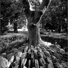 LONDON BC (Before Corona) - 70 - The Hardy Tree