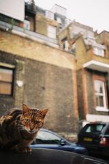 .: london cat