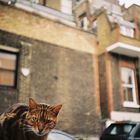 .: london cat