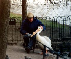 London Freaks: Pelikan-Freund im St. James’s Park