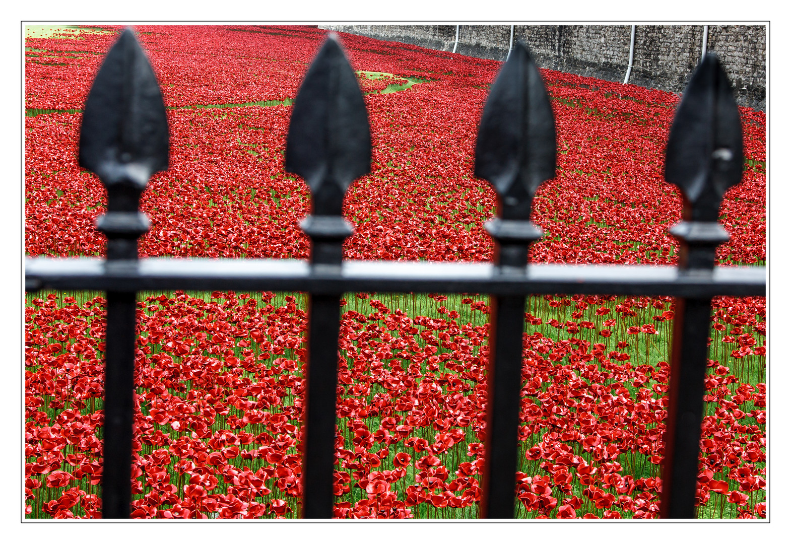 London gedenkt seiner im 1. Weltkrieg gefallenen Soldaten - 2