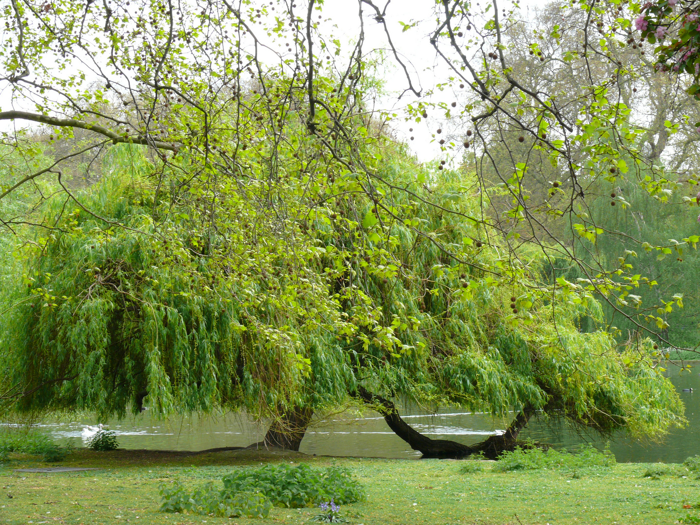 London - Hide Park - alte Bäume wachsen in die Themse