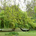 London - Hide Park - alte Bäume wachsen in die Themse