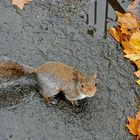 London-Hörnchen