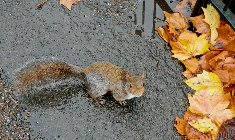 London-Hörnchen