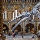 London Natural History Museum