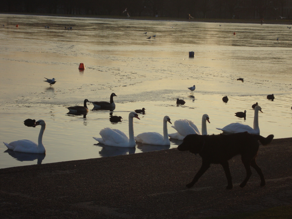 London - nature