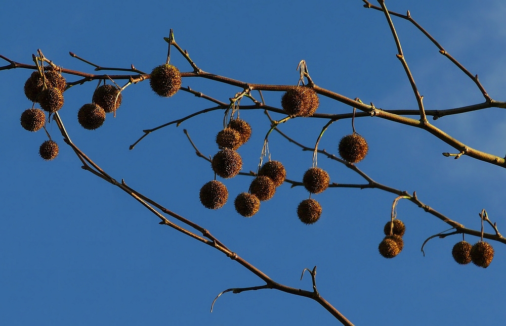 London Plane fruits