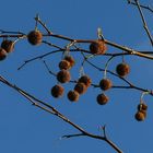 London Plane fruits