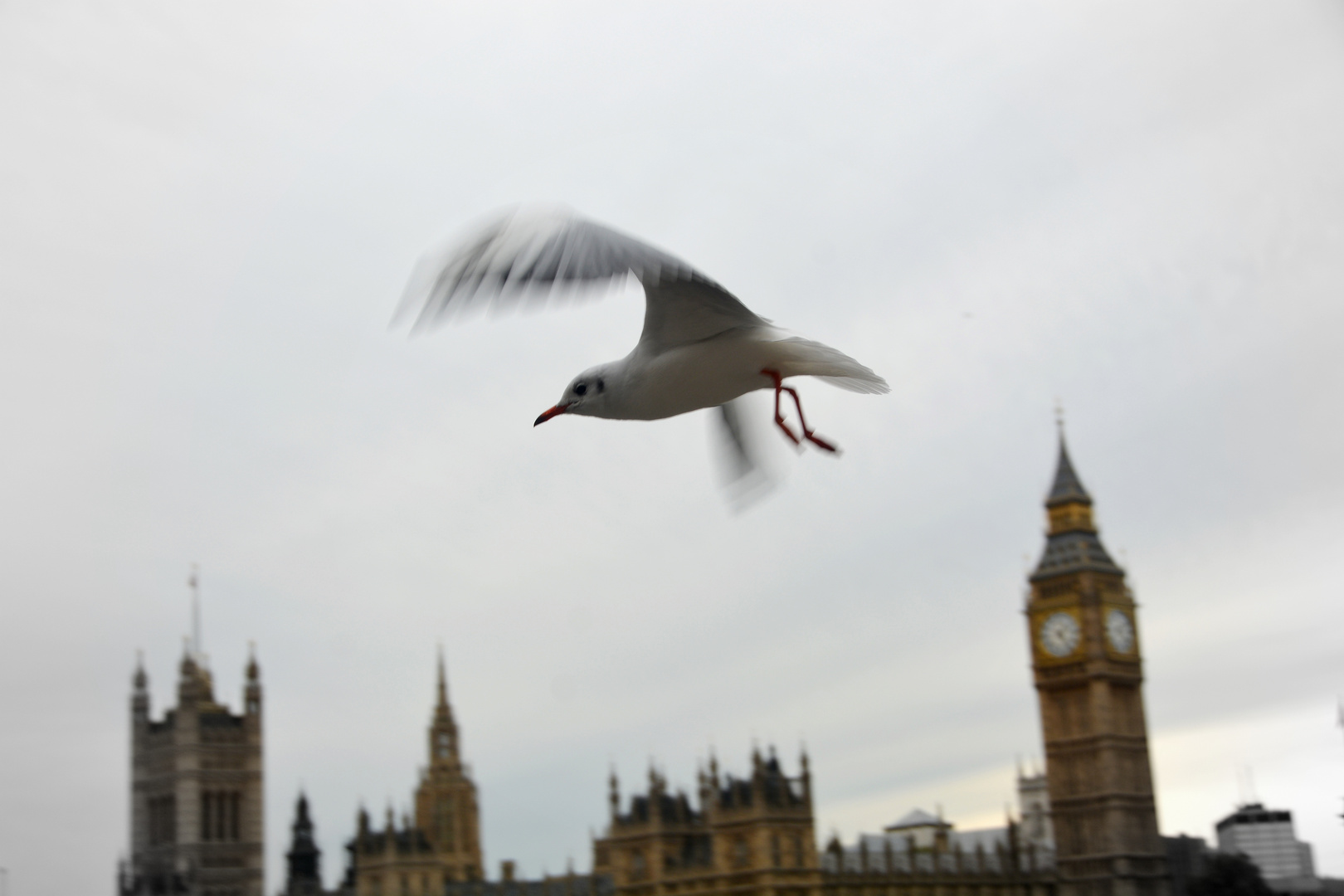 Londoner Möwe