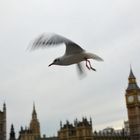 Londoner Möwe