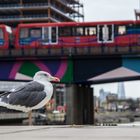 Londonmöwe