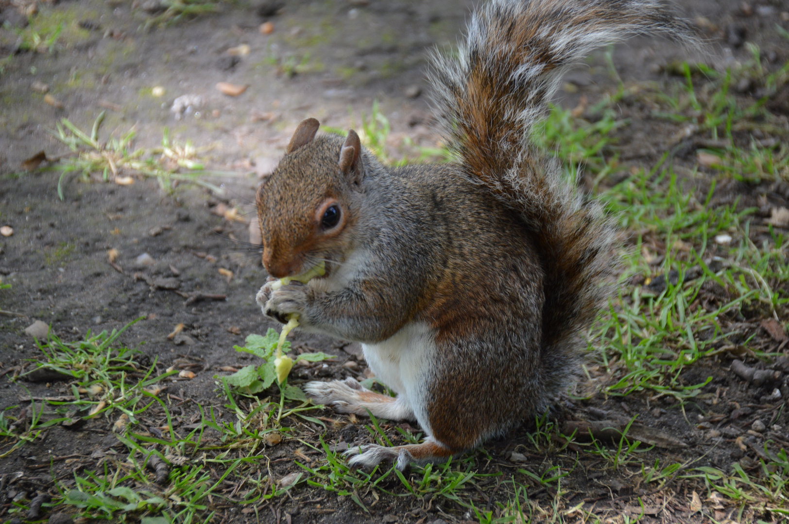 Londons Eichhörnchen 