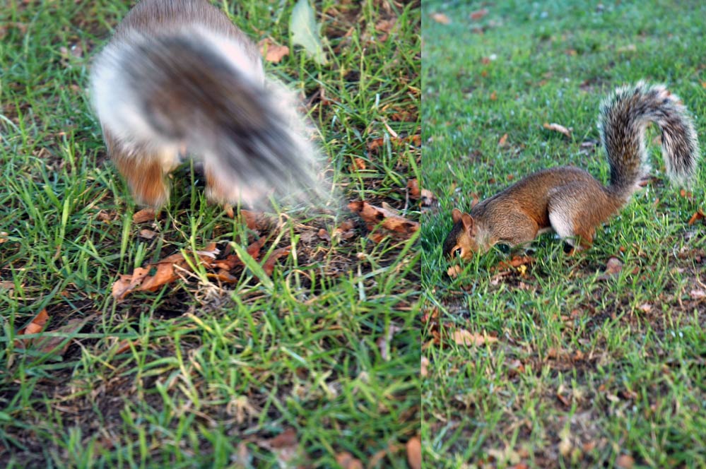 London's Hörnchen