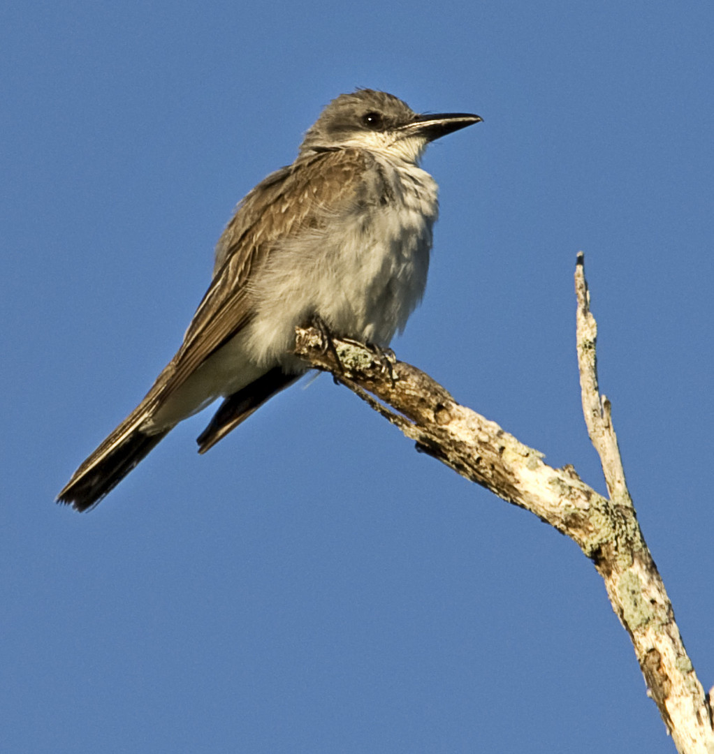 Lone Bird