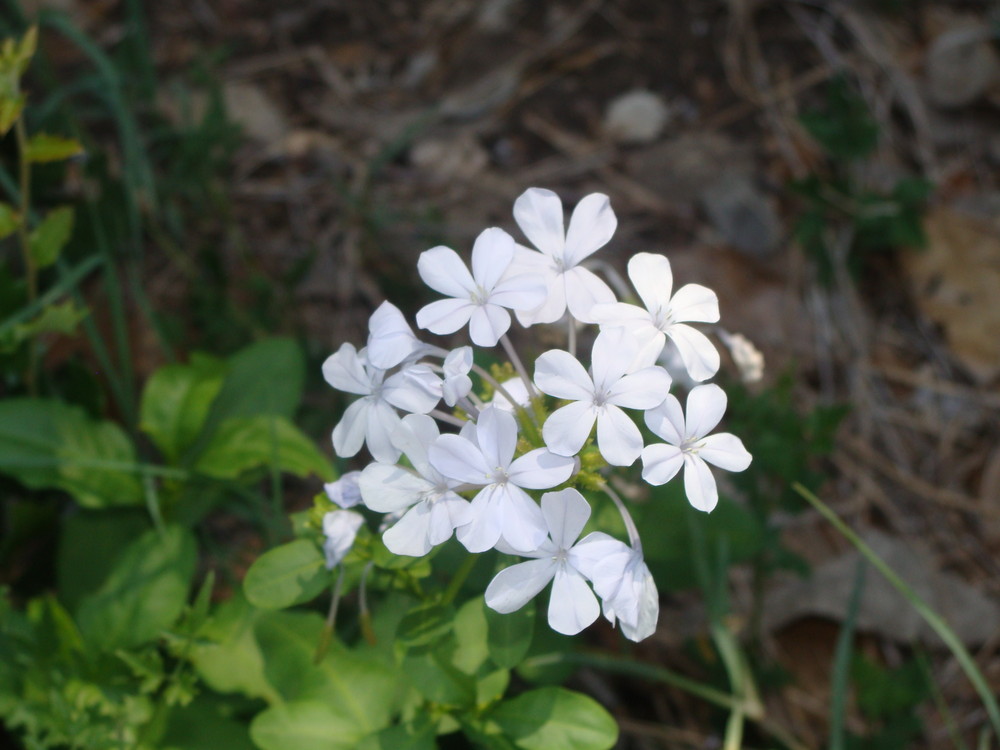 Lone blue wildflowers