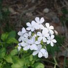 Lone blue wildflowers