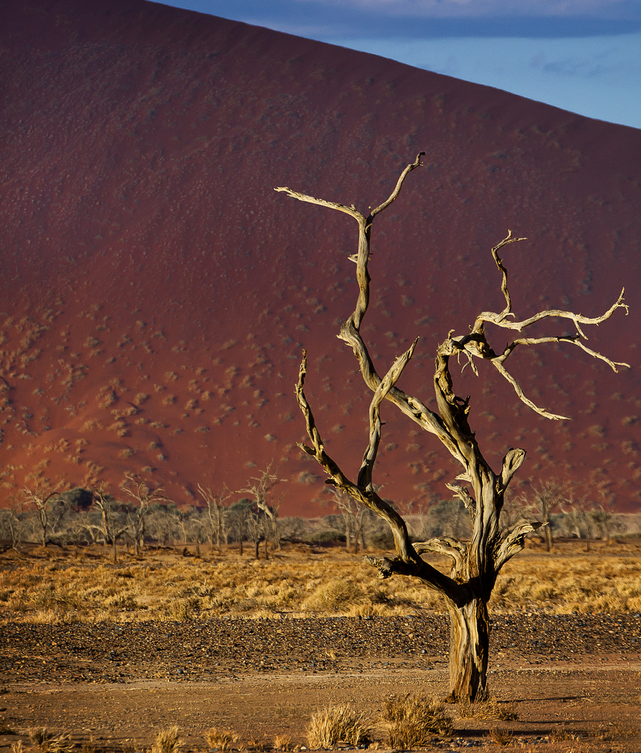 Lone Camelthorn Tree