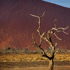 Lone Camelthorn Tree