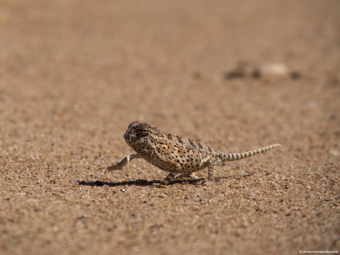 LONE CHAMELEON