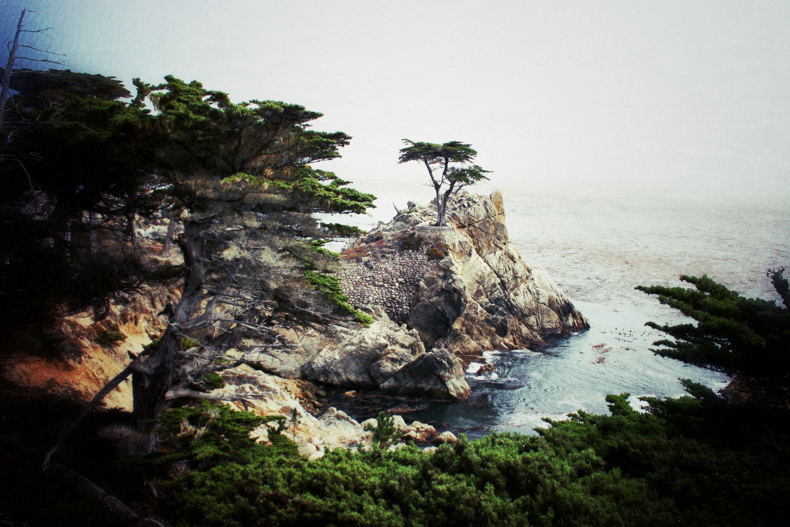 Lone Cypress