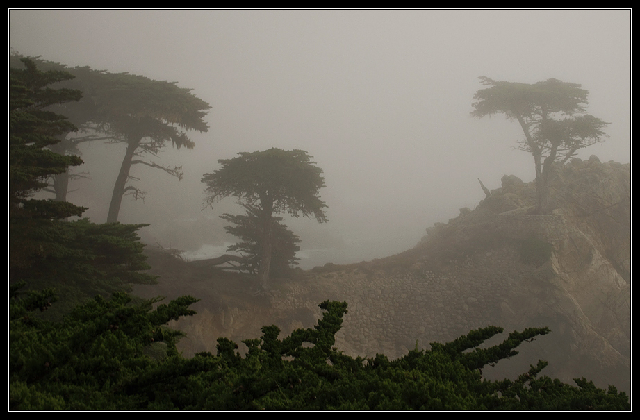 Lone Cypress