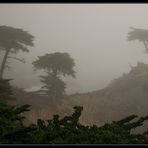 Lone Cypress