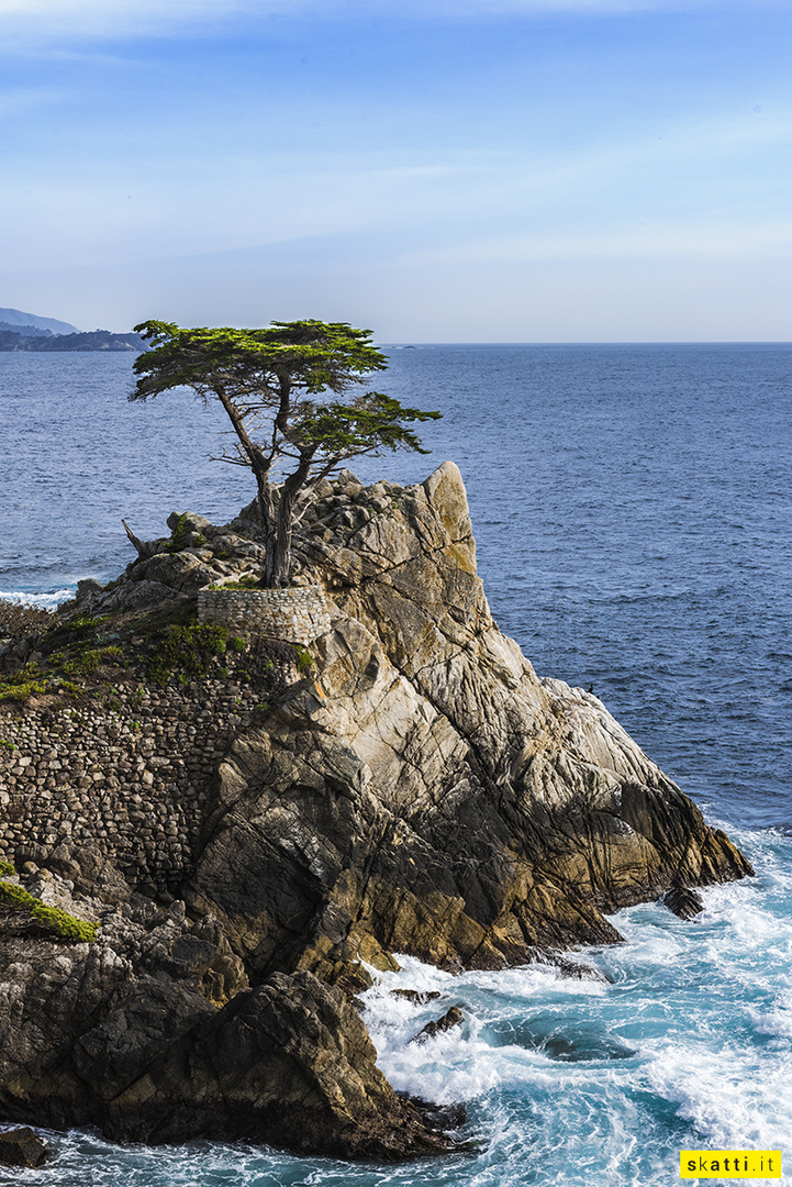 Lone Cypress, 17 mile drive in Pebble Beach - Monterey