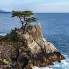 Lone Cypress, 17 mile drive in Pebble Beach - Monterey