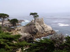 Lone Cypress