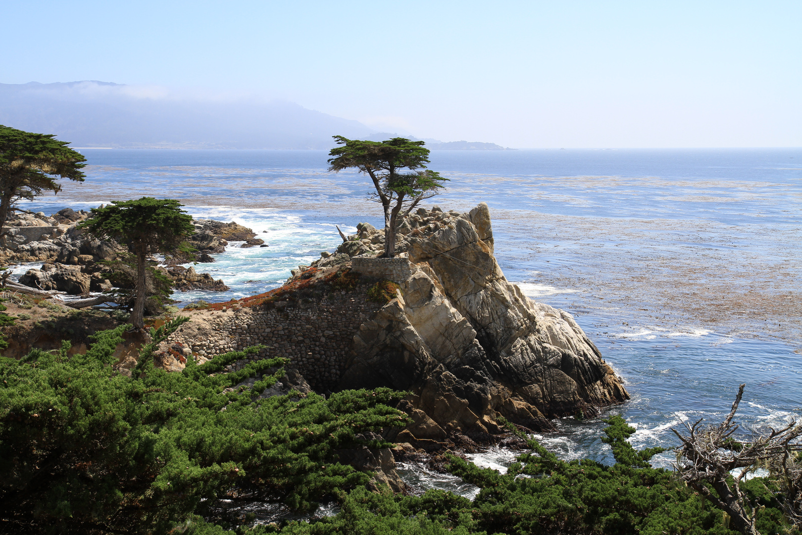 Lone Cypress