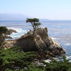 Lone Cypress