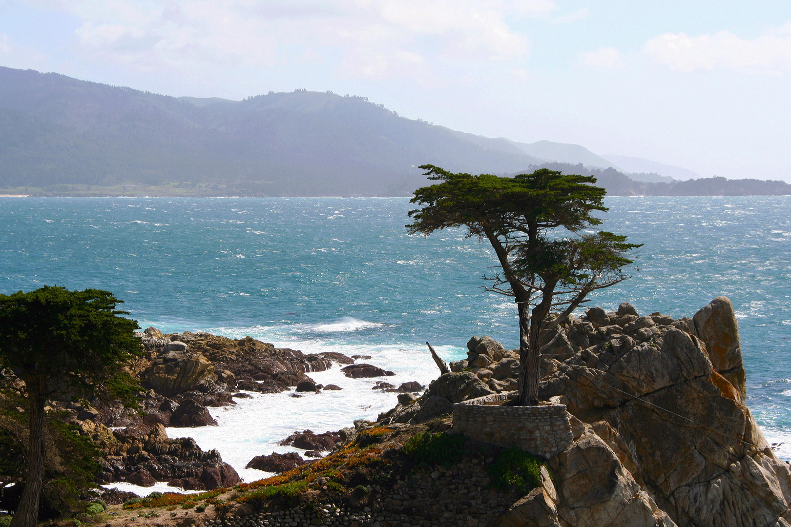 Lone Cypress