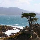 Lone Cypress