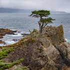 Lone Cypress