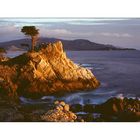 Lone Cypress