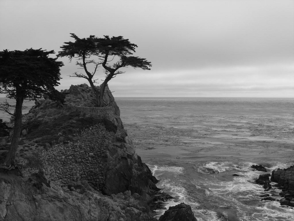 Lone Cypress