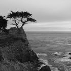 Lone Cypress