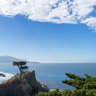 Lone Cypress