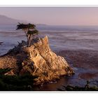 LONE CYPRESS