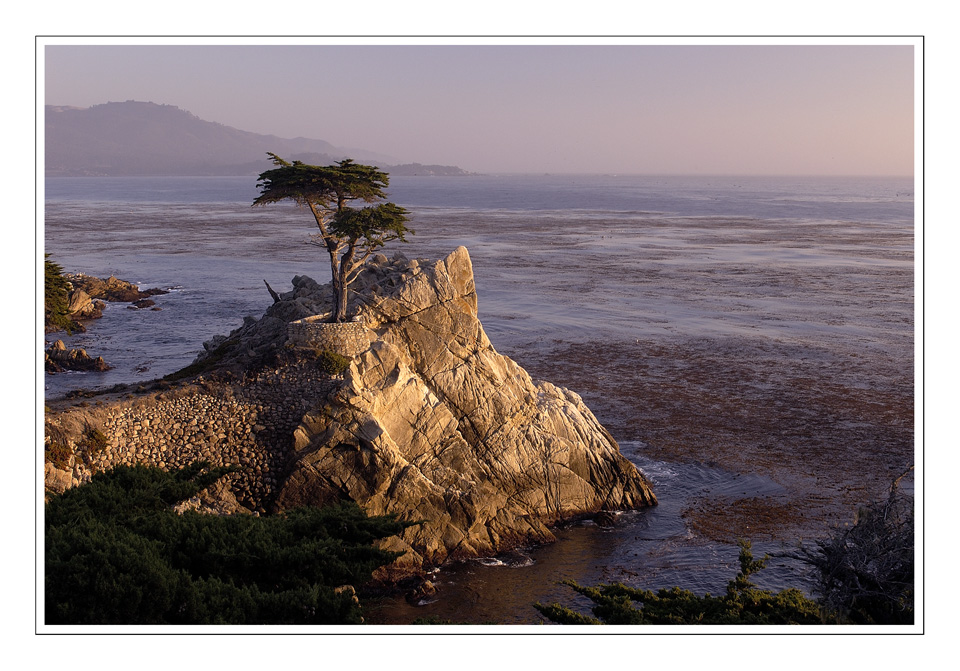 LONE CYPRESS