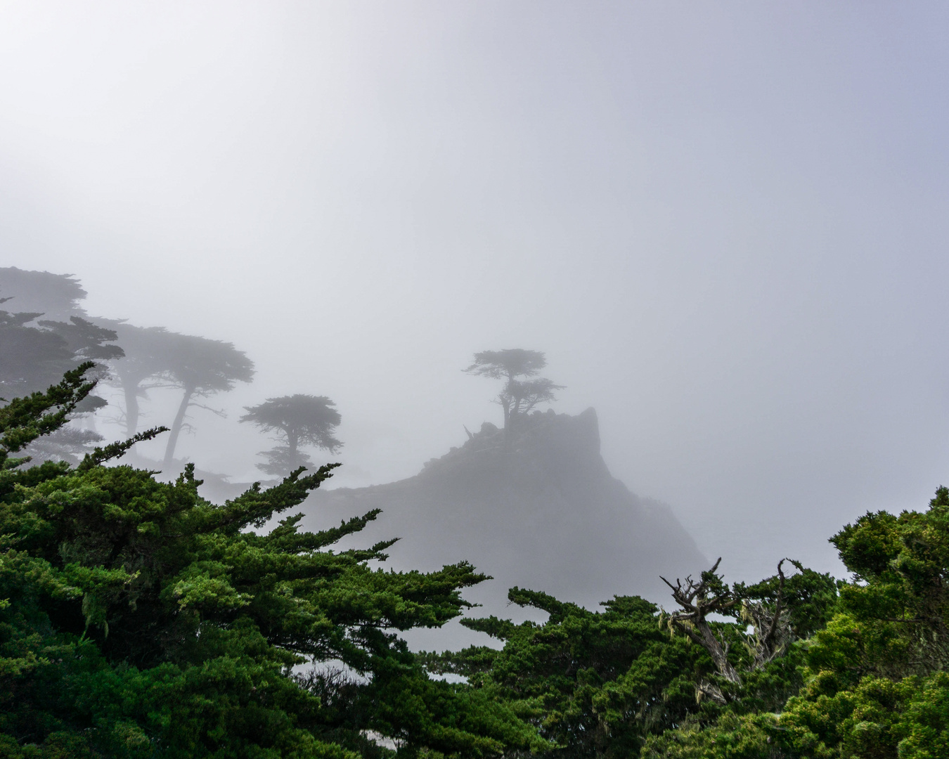 Lone Cypress