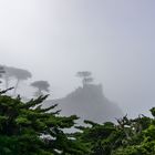 Lone Cypress