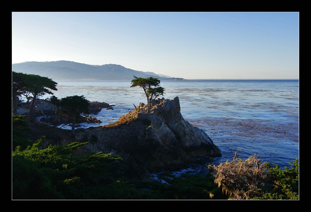 Lone Cypress