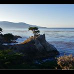 Lone Cypress