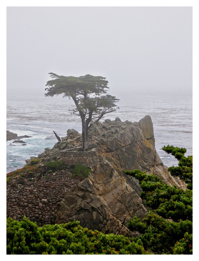 Lone Cypress am 17-Mile Drive