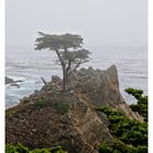 Lone Cypress am 17-Mile Drive