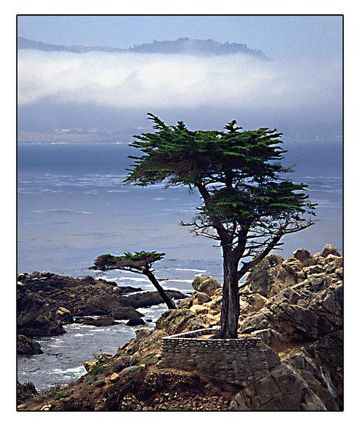 Lone Cypress