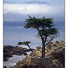 Lone Cypress